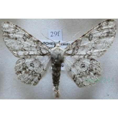 Ascotis selenaria (Denis & Schiffermüller, 1775) Przylepek księżycowiak Czech29f